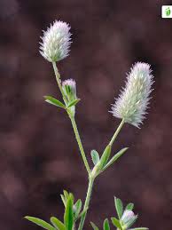 Attēlu rezultāti vaicājumam “Trifolium arvense flower”