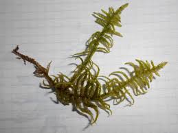 Attēlu rezultāti vaicājumam “Pseudoscleropodium purum”