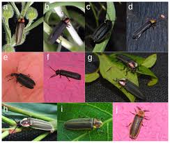 Attēlu rezultāti vaicājumam “Lampyridae”