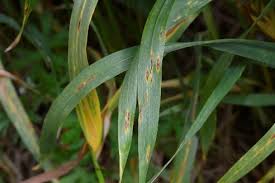 Attēlu rezultāti vaicājumam “Ephemerum serratum sporophyte”