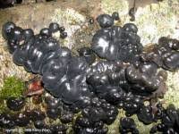 Attēlu rezultāti vaicājumam “Exidia truncata”