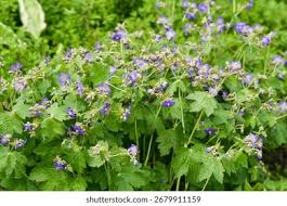 Attēlu rezultāti vaicājumam “Geranium pratense bud”