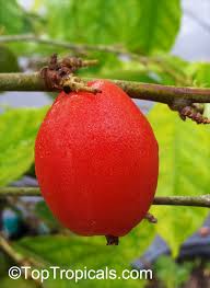 Attēlu rezultāti vaicājumam “Eriophorum latifolium fruit”
