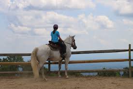 Image result for Shey Copse Riding Centre