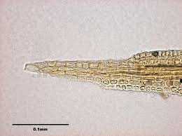 Attēlu rezultāti vaicājumam “Eucladium verticillatum”