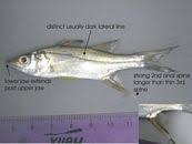 Image result for Centropomus parallelus