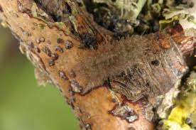 Attēlu rezultāti vaicājumam “Miltochrista miniata”