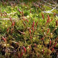 Attēlu rezultāti vaicājumam “Atrichum flavisetum”