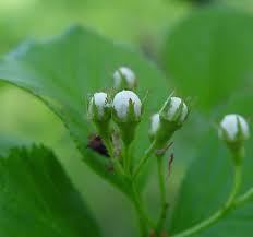 Attēlu rezultāti vaicājumam “Crataegus macracantha fruit”