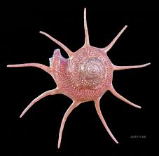 Attēlu rezultāti vaicājumam “Gulielmina vermicularis”