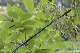 Attēlu rezultāti vaicājumam “Fraxinus pennsylvanica female flower”