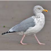 Attēlu rezultāti vaicājumam “Larus minutus adult”