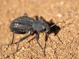Attēlu rezultāti vaicājumam “Tenebrionidae”