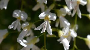 Attēlu rezultāti vaicājumam “Cladrastis kentukea”