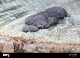 Attēlu rezultāti vaicājumam “Amaurochaete atra”