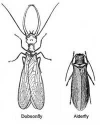 Attēlu rezultāti vaicājumam “Megaloptera”