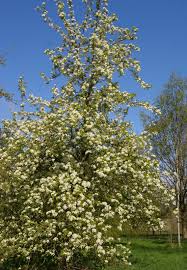 Attēlu rezultāti vaicājumam “Pyrus communis flower”