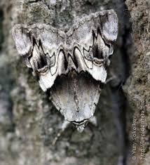 Attēlu rezultāti vaicājumam “Catocala fulminea”