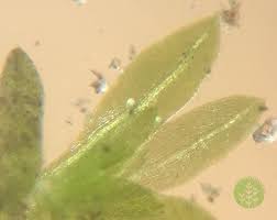 Attēlu rezultāti vaicājumam “Fissidens bryoides”