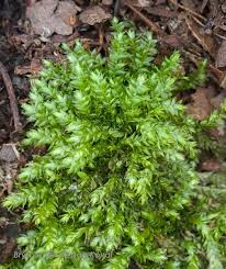 Attēlu rezultāti vaicājumam “Plagiothecium cavifolium”