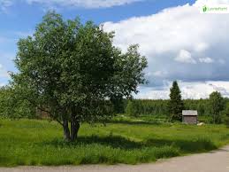 Attēlu rezultāti vaicājumam “Salix pentandra”