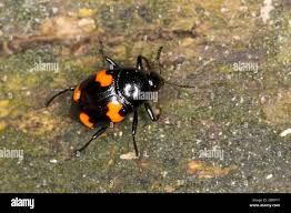 Attēlu rezultāti vaicājumam “Scaphidium quadrimaculatum”