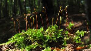 Attēlu rezultāti vaicājumam “Brachythecium”