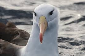 Image result for Thalassarche melanophris