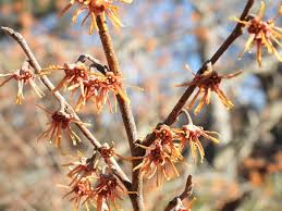 Attēlu rezultāti vaicājumam “Hamamelis vernalis flower”