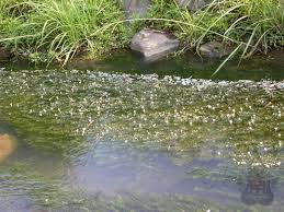 「水蘊草」的圖片搜尋結果