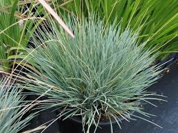 Attēlu rezultāti vaicājumam “Festuca polesica”