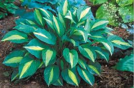 Attēlu rezultāti vaicājumam “Hosta sp. leaf”