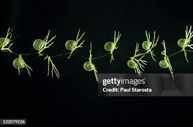 Attēlu rezultāti vaicājumam “Utricularia intermedia”