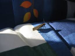 Attēlu rezultāti vaicājumam “Atolmis rubricollis”