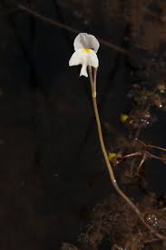 Attēlu rezultāti vaicājumam “Utricularia minor flower”