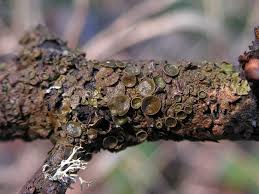 Attēlu rezultāti vaicājumam “Melanohalea olivacea”