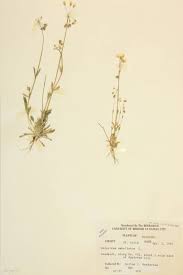 Attēlu rezultāti vaicājumam “Caryophyllaceae”