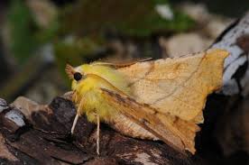 Attēlu rezultāti vaicājumam “Ennomos alniaria”