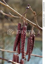 Attēlu rezultāti vaicājumam “Alnus glutinosa female flower”