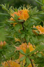 Attēlu rezultāti vaicājumam “Rhododendron calendulaceum”