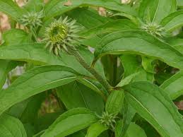Attēlu rezultāti vaicājumam “Echinacea purpurea bud”