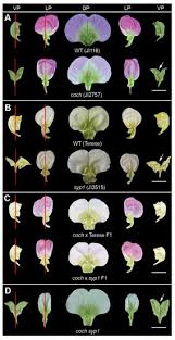 Attēlu rezultāti vaicājumam “Pisum sativum flower”