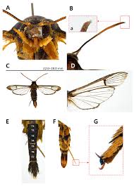 Attēlu rezultāti vaicājumam “Sesiidae”