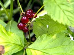 Attēlu rezultāti vaicājumam “Rubus saxatilis fruit”