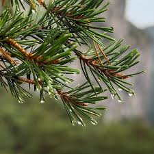 Attēlu rezultāti vaicājumam “Pinus sylvestris leaf”