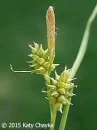 Attēlu rezultāti vaicājumam “Carex viridula”