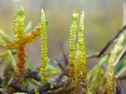 Attēlu rezultāti vaicājumam “Drepanocladus trifarius”