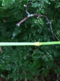 Attēlu rezultāti vaicājumam “Milium effusum leaf”