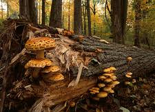 Attēlu rezultāti vaicājumam “Lasiosphaeria ovina spores”