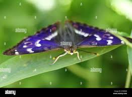 Attēlu rezultāti vaicājumam “Apatura ilia male”